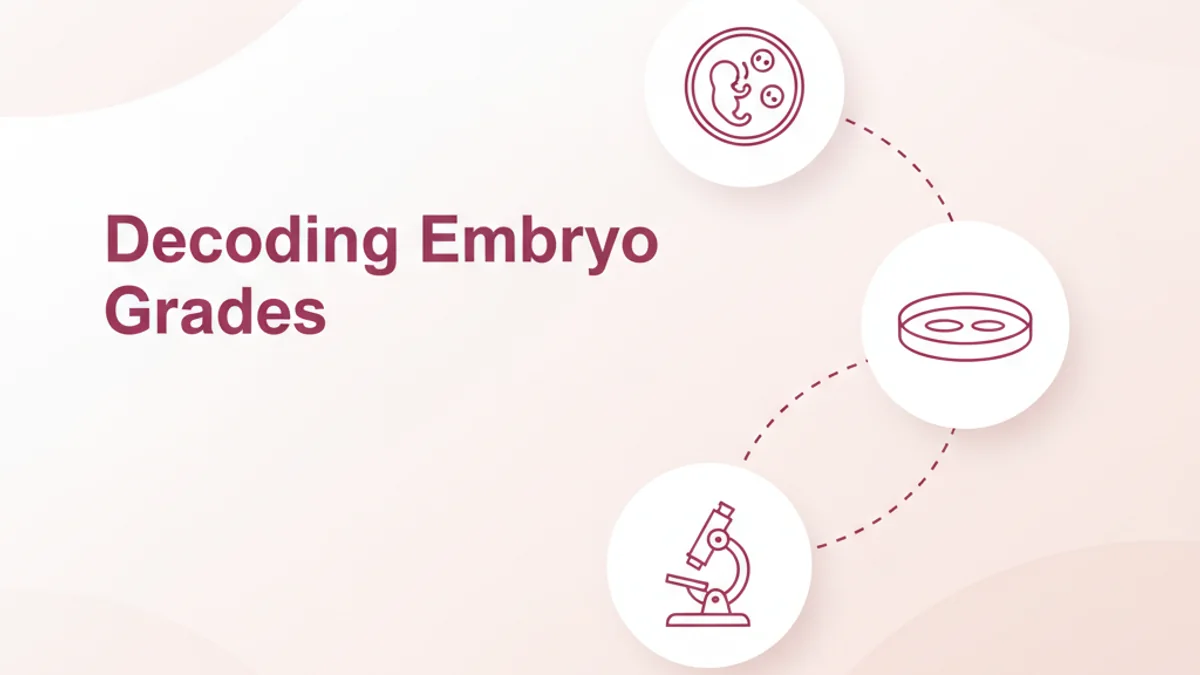 Embryo Grading Explained