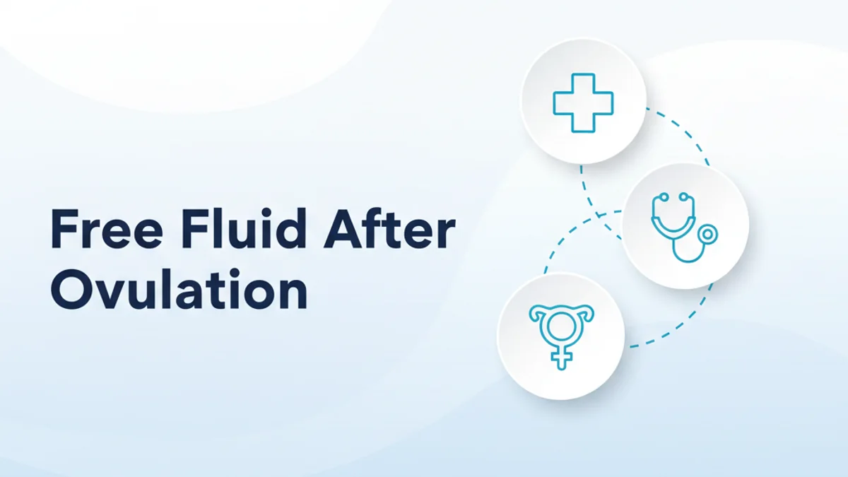 Free Fluid After Follicle Rupture: Timeline